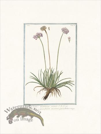 Bonelli 537 Alpine armory